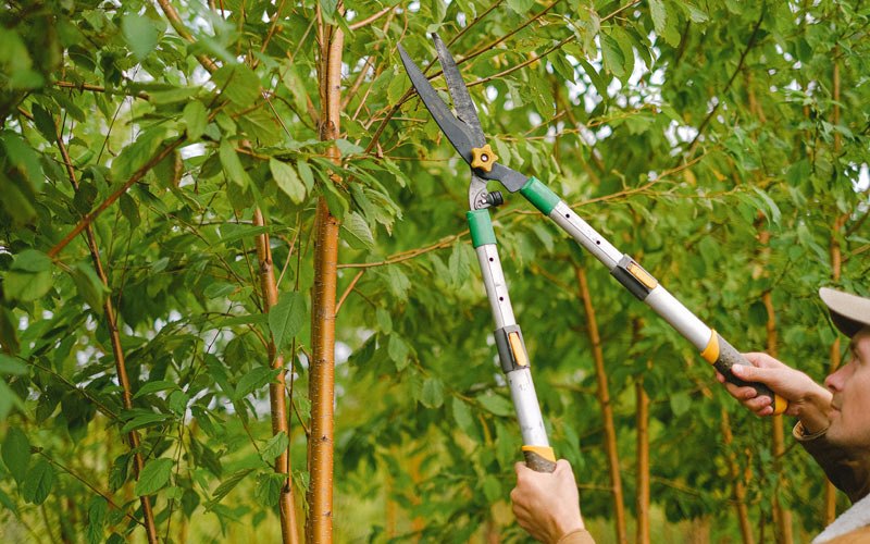 Tree trimming in Shaktoolik, AK