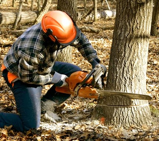 Tree Removal in Shaktoolik, AK